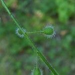 Circaea lutetiana Frutto