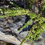 Salix serpillifolia Blad