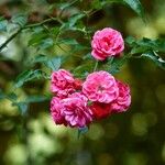 Rosa gallica പുഷ്പം