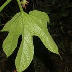 Gurania makoyana Hoja