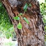 Chukrasia tabularis Bark