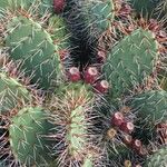Opuntia littoralis Lapas