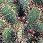 Opuntia littoralis List