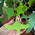 Erythrina lysistemon Листок