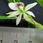 Prosthechea abbreviata Іншае