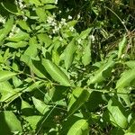 Pseudognaphalium californicum Leaf