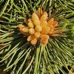 Pinus mugo ഫലം