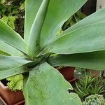 Agave attenuata Лист