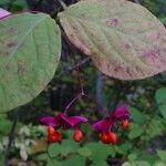 Euonymus macropterus Fruit