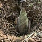 Amorphophallus titanum Hábito