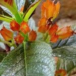 Chrysothemis pulchella Flower