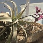 Tillandsia latifolia Alkat (teljes növény)