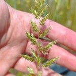Trisetum paniceum 花