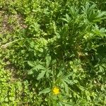 Potentilla norvegica Habit