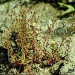 Hypericum gramineum Hábito