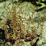 Hypericum gramineum Habitus