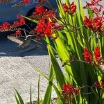 Crocosmia paniculata Flower