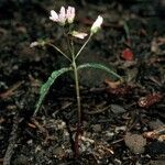 Claytonia lanceolata Buveinė