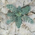 Seseli gummiferum 葉
