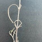 Eriophyllum lanatum Fleur