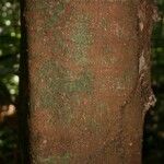 Protium aracouchini Кора