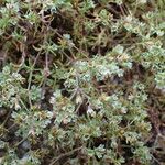Scleranthus perennis Arall