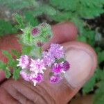 Cyathocline purpurea Fleur