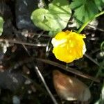 Ranunculus macrophyllus 花