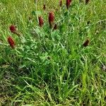 Trifolium incarnatum 花