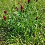 Trifolium incarnatum Flower