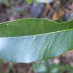 Mimusops petiolaris 葉