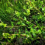 Stellaria neglecta Habitus