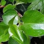 Prunus mahaleb Leaf