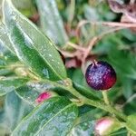 Sarcococca hookeriana Fruit