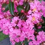 Lagerstroemia indica Kvet