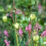Anthericum ramosum Kvet