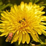 Taraxacum rubicundum Fula