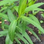 Asclepias incarnata 葉