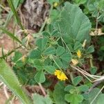 Medicago littoralis পাতা