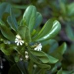 Scaevola taccada Flower