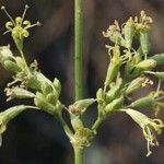 Silene exaltata Flower