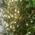 Saxifraga praetermissa Flower