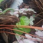 Callisia repens Leaf