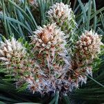 Pinus mugo Fuelha