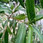 Sapium haematospermum Blad