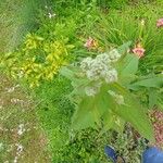 Eupatorium perfoliatum Yaprak