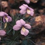 Viola pedata Habitus