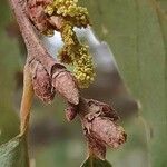 Quercus faginea Blüte