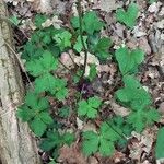 Sanicula europaea Blad