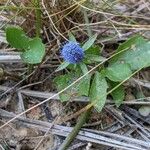 Eryngium prostratumFlor